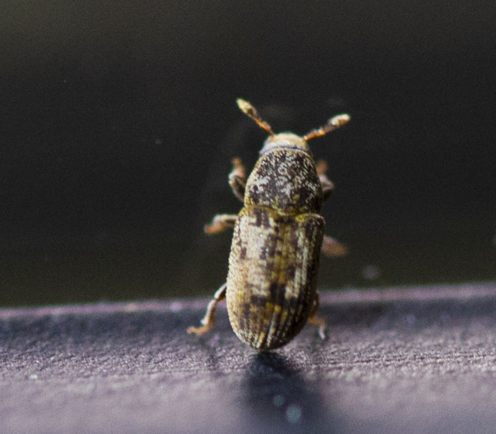 Scolytidae: Pteleobius vittatus